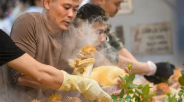 مليون دونغ للدجاجة.. أسعار طيور الزينة تشعل أسواق هانوي في السنة القمرية الجديدة